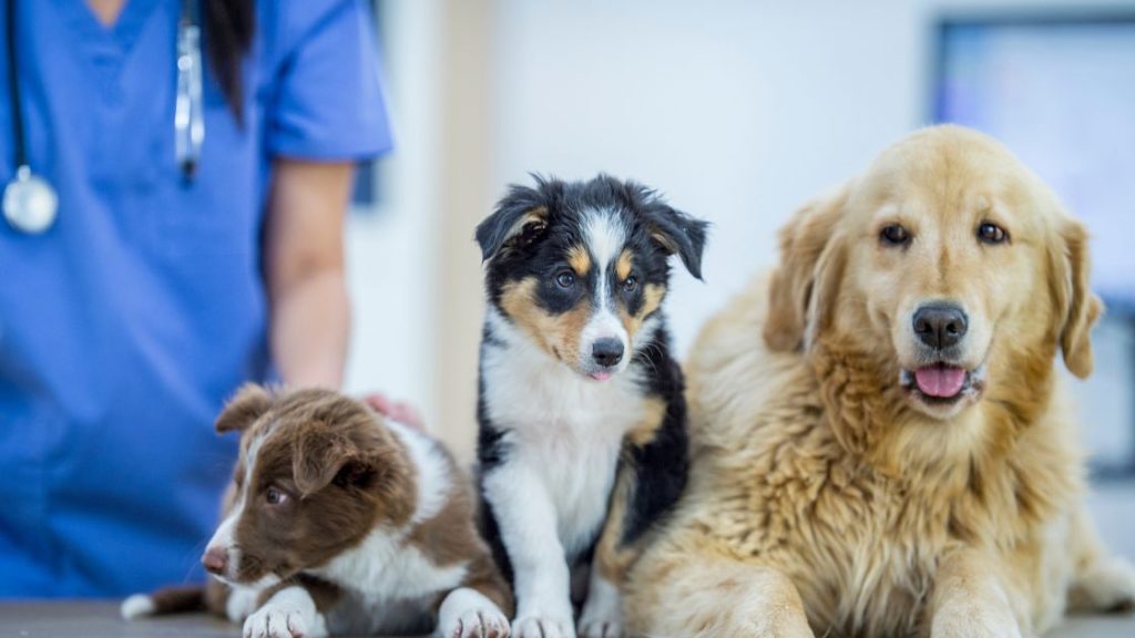 Salud Animal afirmó: “Castrar a nuestros perros y gatos es salvarles la vida”